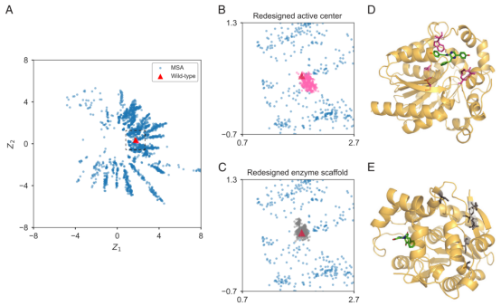 Generative Model Enhances Enzyme Activity And Stability CD Biosynsis