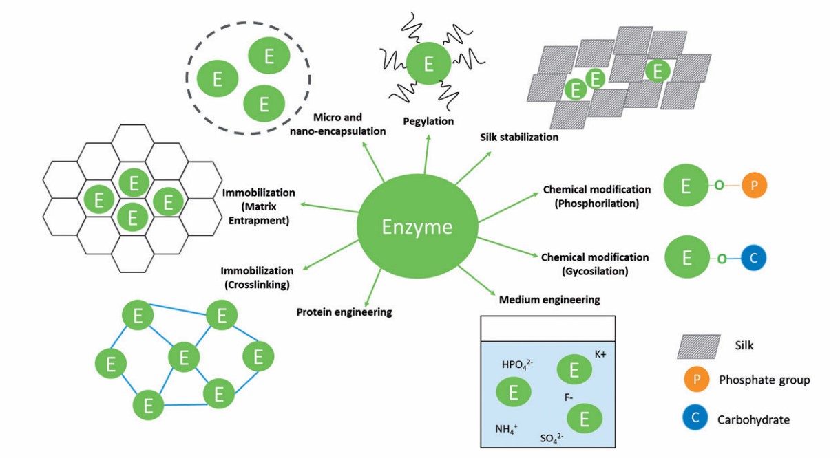 Enzyme Stabilization CD Biosynsis