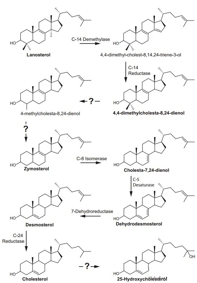 E. Hypothetical cholesterol biosynthesis pathway in Salina