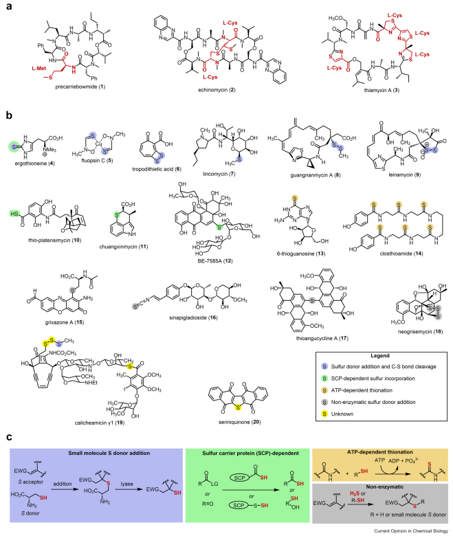 Cell free biosynthesis system - CD Biosynsis