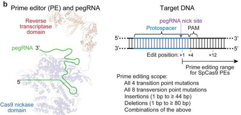 siRNA vs miRNA: A Detailed Comparative Study - CD Biosynsis