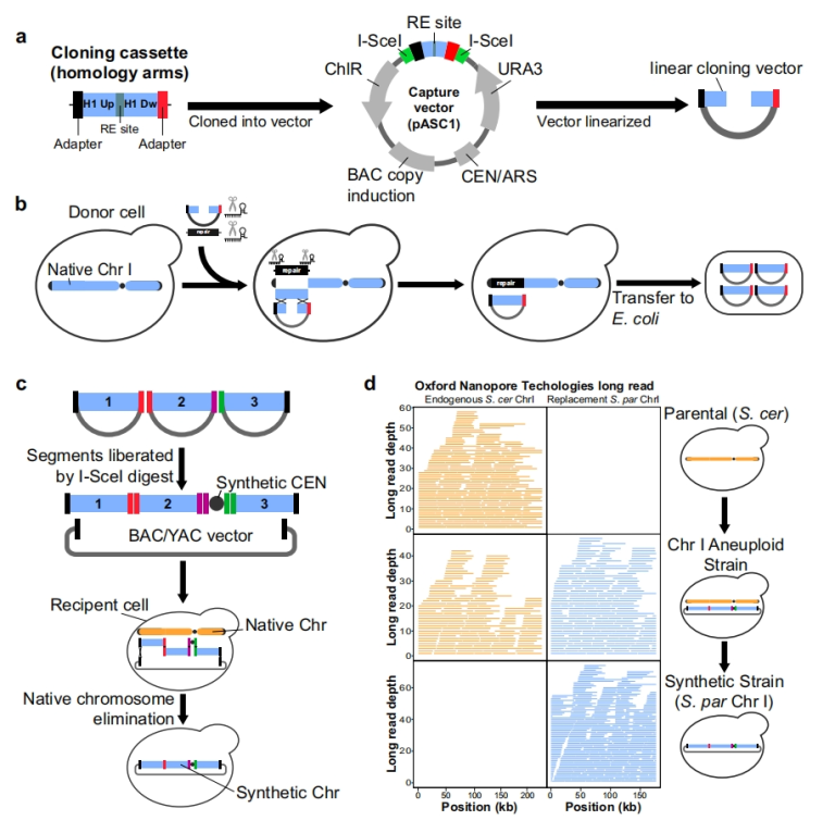 Using CReATiNG to Synthesize Chromosomes Instead of Yeast Natural Chromosomes