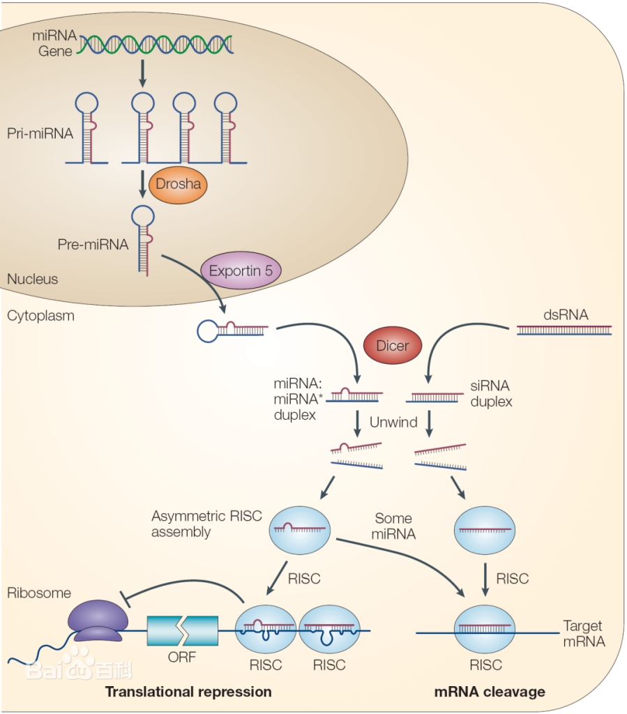 What is SsDNA Synthesis? Understanding the Process and Its Applications ...