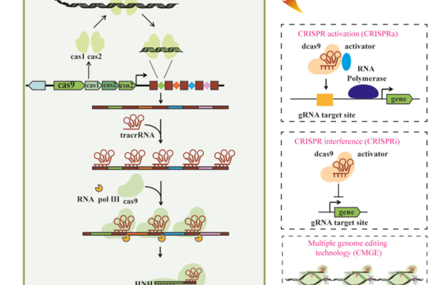 The Three Stages of CRISPR-Cas9 System Immunity and Its Application