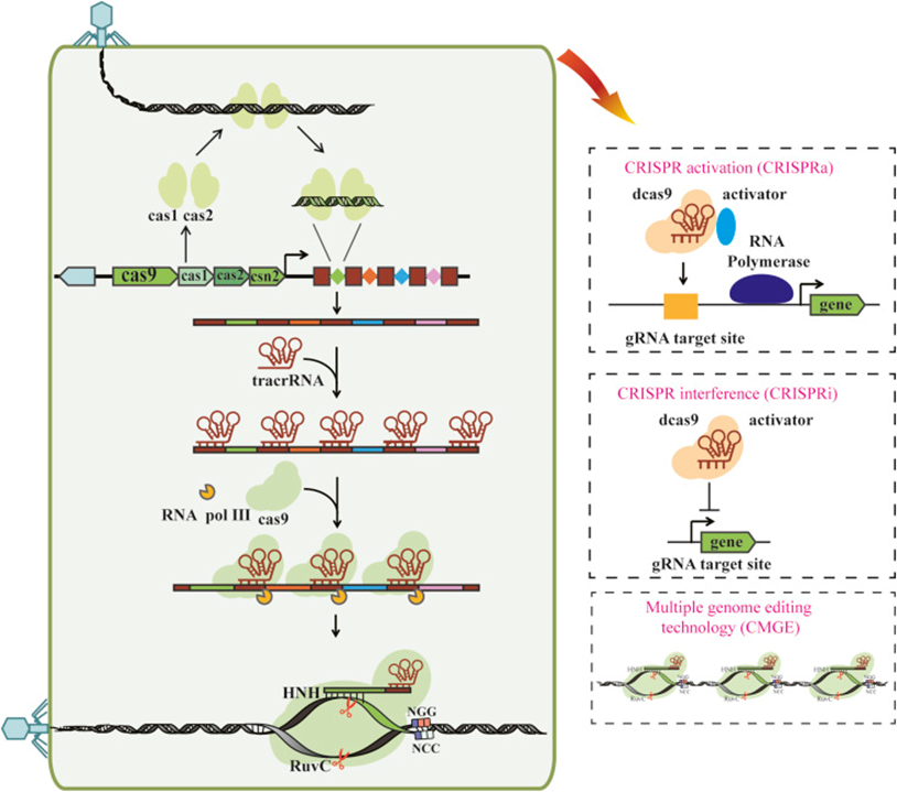 The Three Stages of CRISPR-Cas9 System Immunity and Its Application