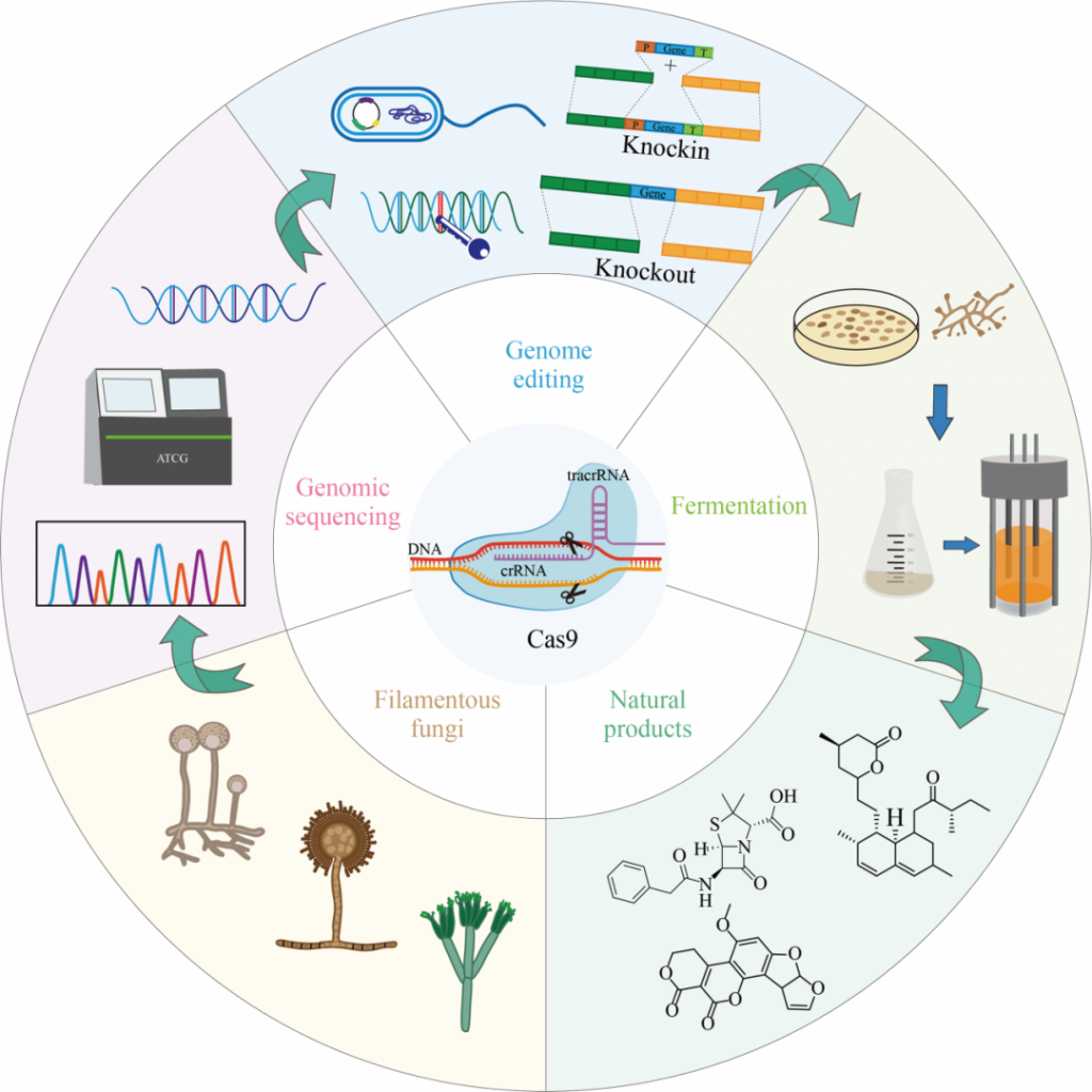 Application of CRISPR/Cas9 gene editing technology in filamentous fungi ...