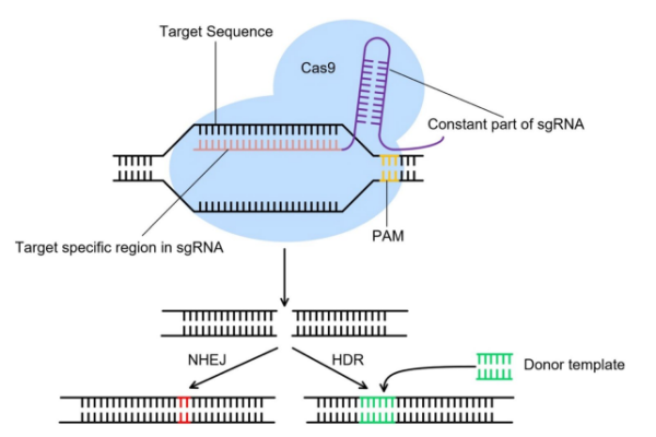 CRISPR/Cas9 genome editing system(Y Cui, et al.,2018)