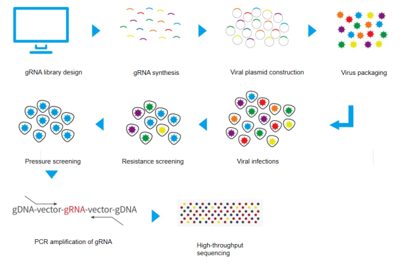 CRISPR Cas9 gRNA library screening of functional genes