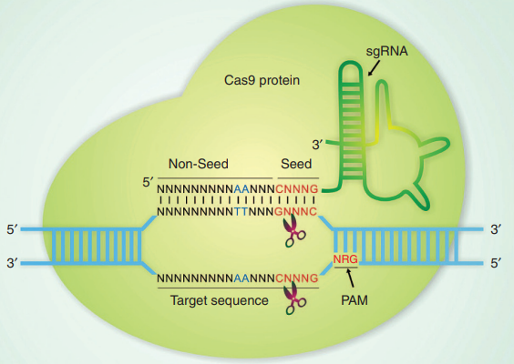 Base preferences for CRISPR Cas9 system