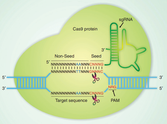 Base preferences for CRISPR Cas9 system