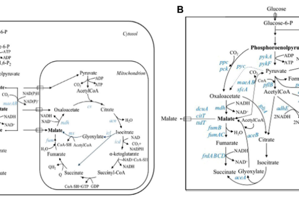 Biosynthetic pathways of L-malic acid in eukaryotes