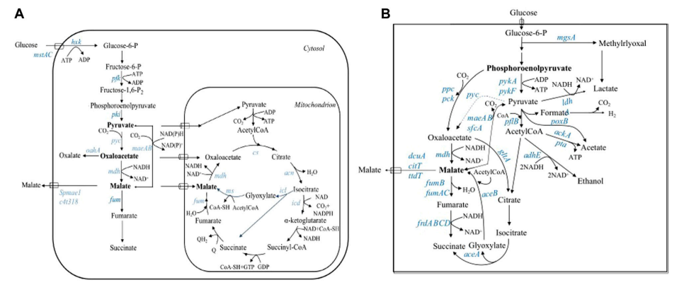 Biosynthetic pathways of L-malic acid in eukaryotes