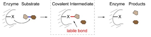 Covalent catalysis process.