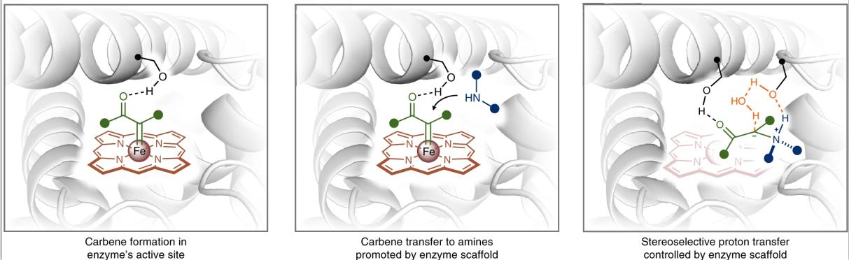 Haem protein serves as a dual-function catalyst for enantioselective carbene N–H insertion.