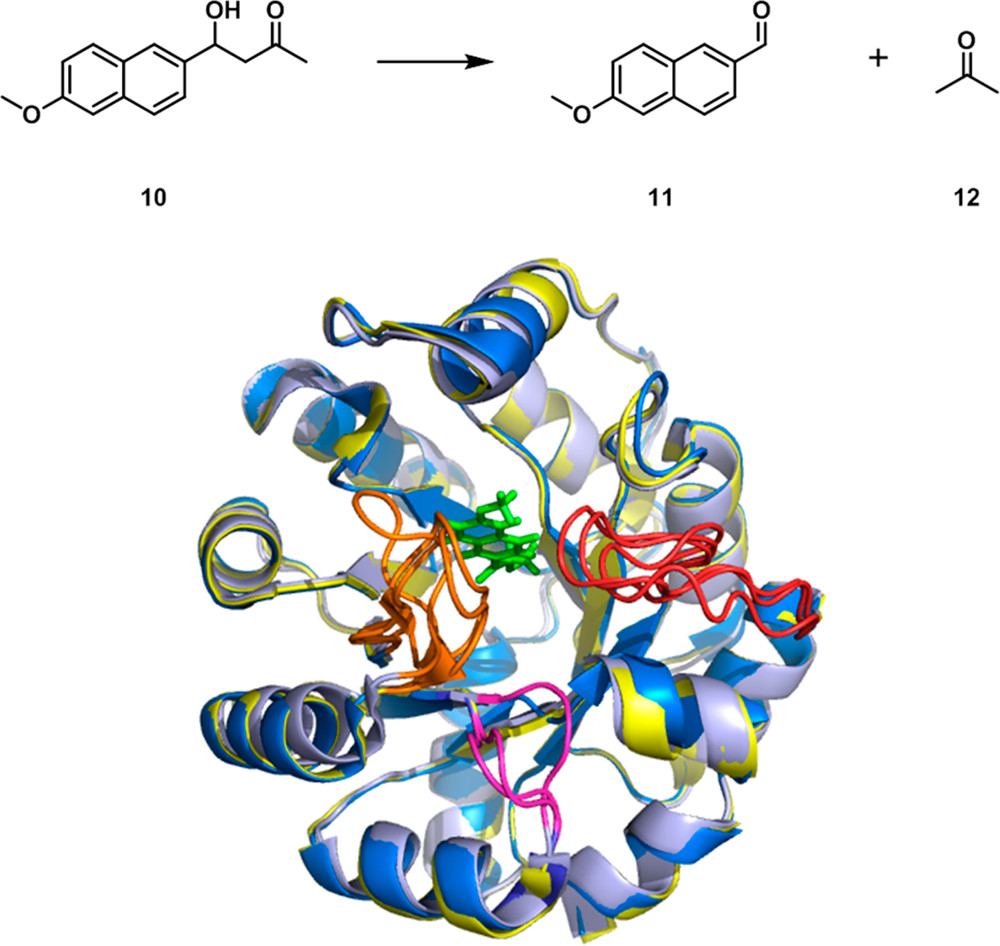 Loop Mobility and Active Site Remodeling.