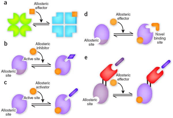 Different modes of allosteric behavior. 