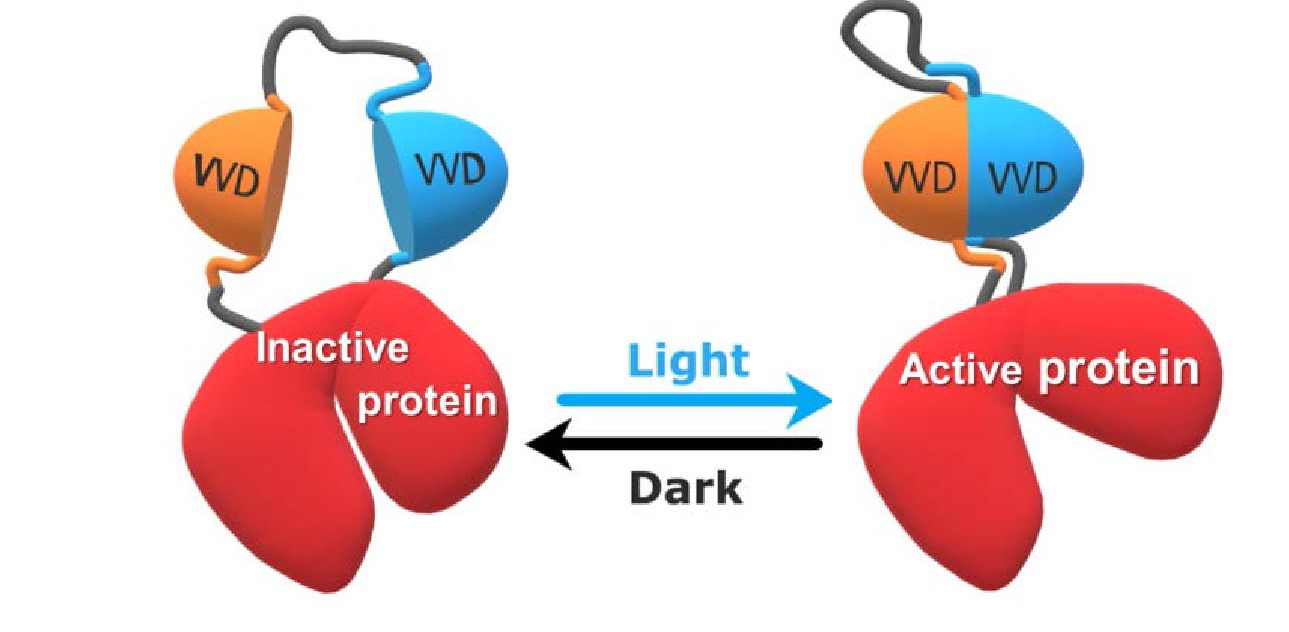 In the dark, tandemly connected VVD photoreceptors disrupt the catalytic activity of the protein, but dimerization in response to blue light restores it.