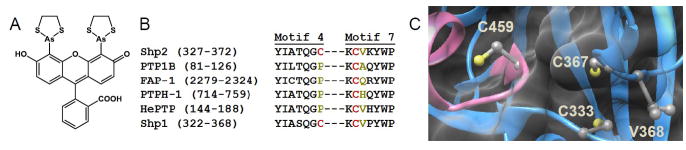 Natural allosteric inhibitory site in PTP that could be used to engineer allosteric inhibitory sensitivity into PTP. 