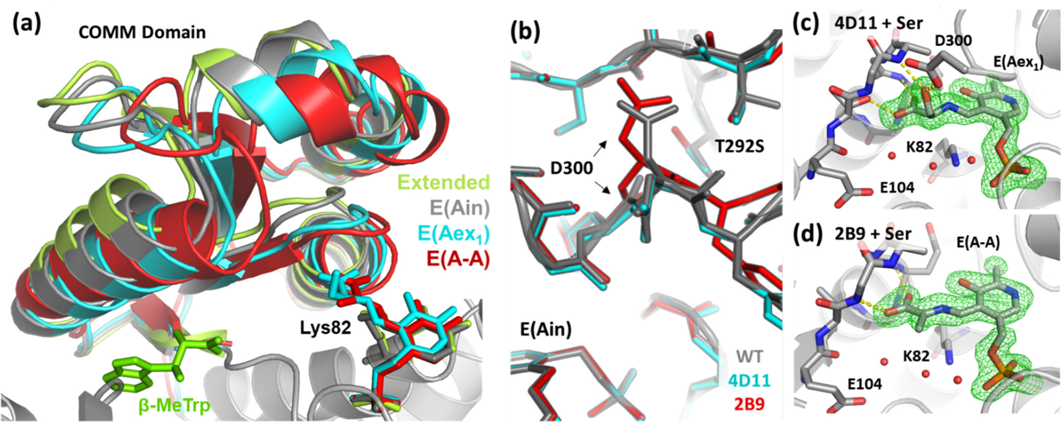 Effects of Ser binding on the PfTrpB enzymes.