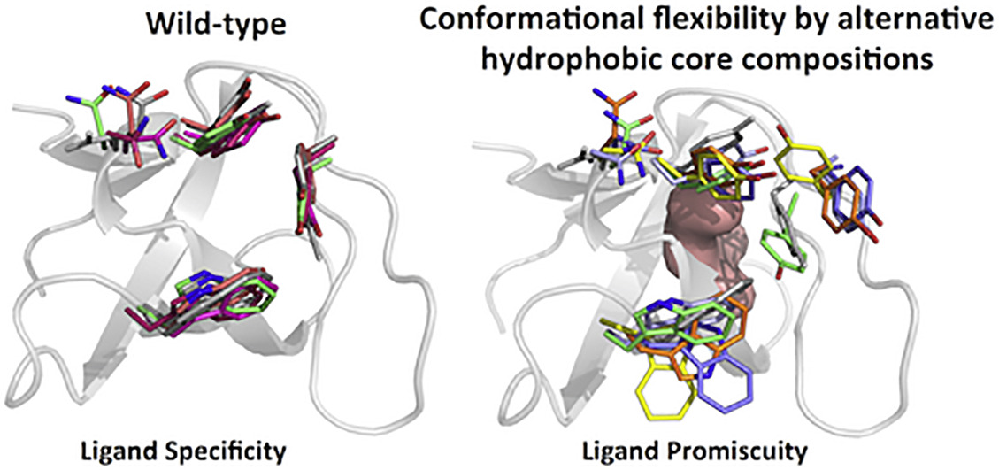 Alternative core packing compositions alter ligand affinity and specificity.