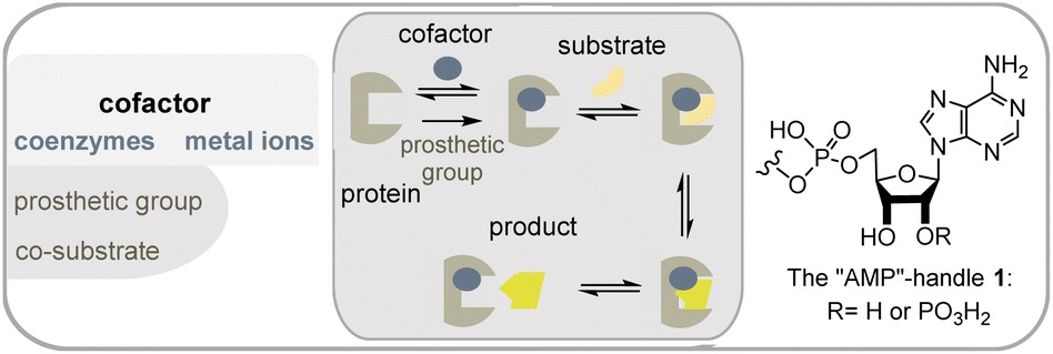 Cofactors in enzyme catalysis and AMP-handle.