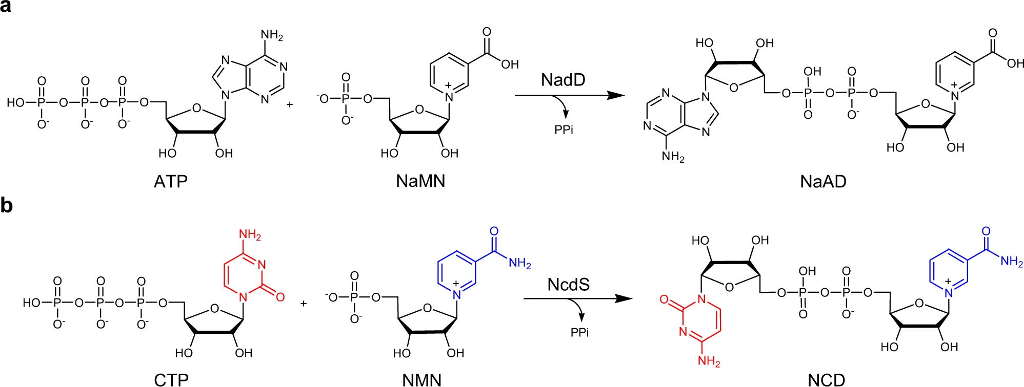 Structures and enzymes for cofactor biosynthesis.