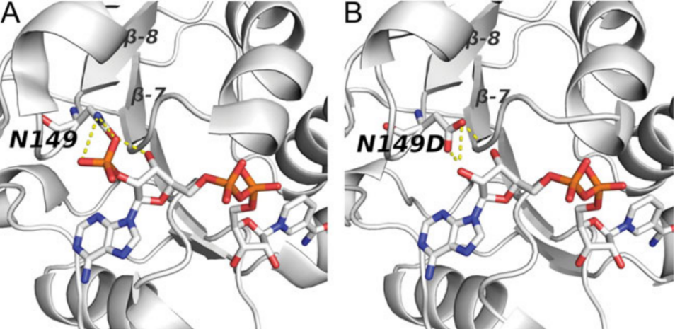 Cofactor specificity switches with N149D mutation.