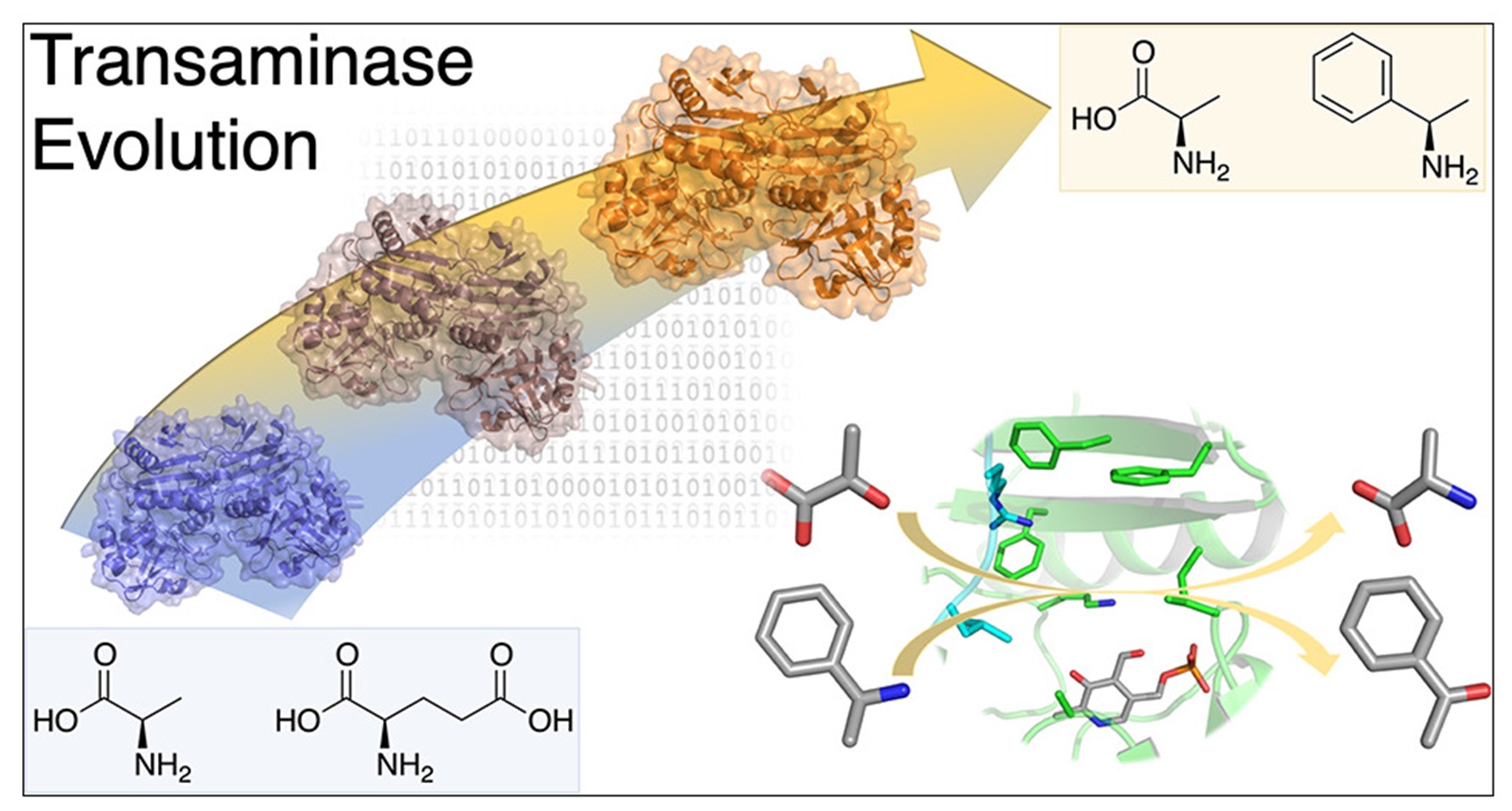 Transaminase evolution.