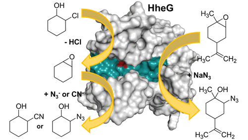 HheG, a halohydrin dehalogenase with activity on cyclic epoxides.