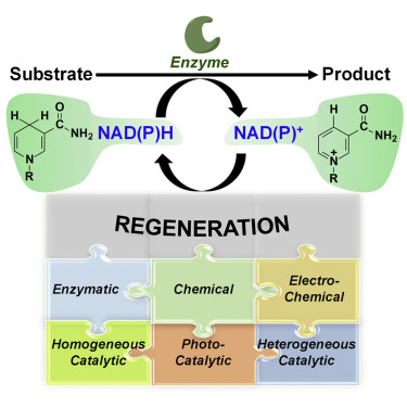 Cofactor NAD(P)H regeneration inspired by heterogeneous pathways.