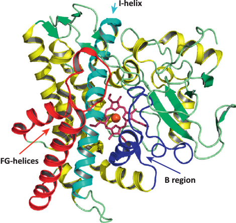 Examples of the catalytic repertoire of the P450s.