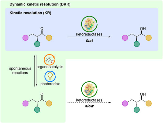 Kinetic resolution and dynamic kinetic resolution based on ketoreductase-catalyzed reductions.