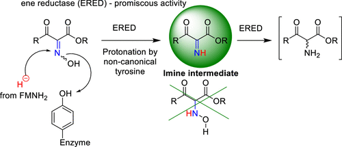 Ene reductase catalyzes the promiscuous reduction of oximes to amines.