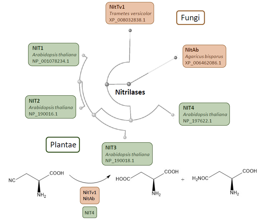 Nitrilases homologs in fungi.