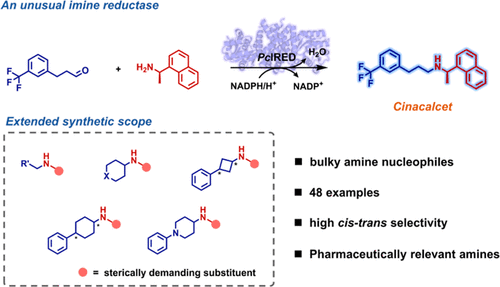 An imine reductase for reductive amination of carbonyl compounds with sterically challenging amines.