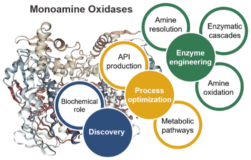 Multiple applications of monoamine oxidase.