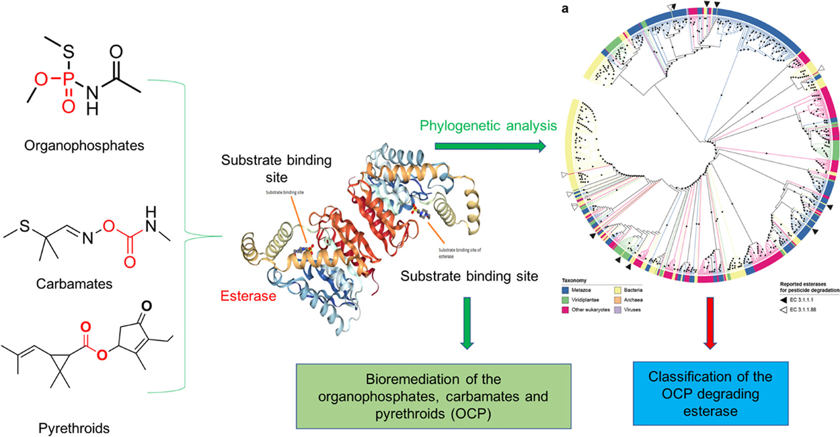 Characterization of the role of esterases in the biodegradation of organophosphate, carbamate, and pyrethroid pesticides.