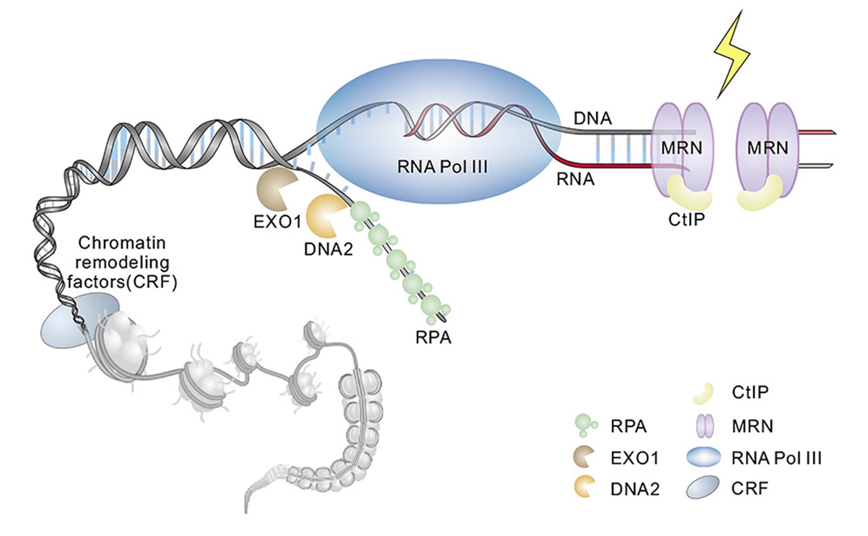 Repair of DNA double-strand breaks by homologous recombination using RNA polymerase III.