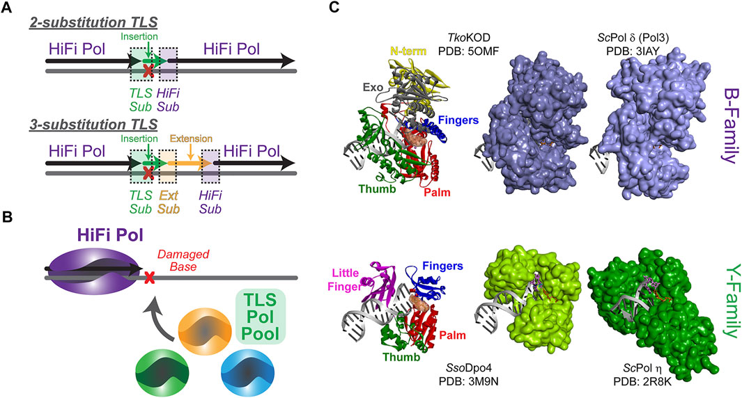 Role of high-fidelity (HiFi) polymerase in the overall transposon synthesis process.