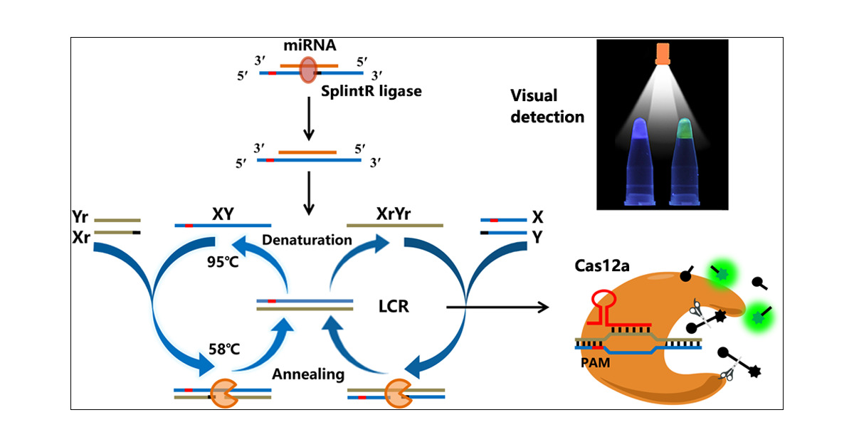 Integration of the ligase chain reaction with the CRISPR-Cas12a system.