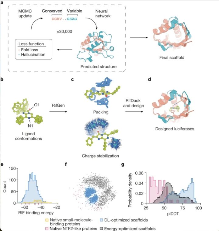 De novo design of luciferases (Andy Hsien-Wei Yeh, et al., 2023)