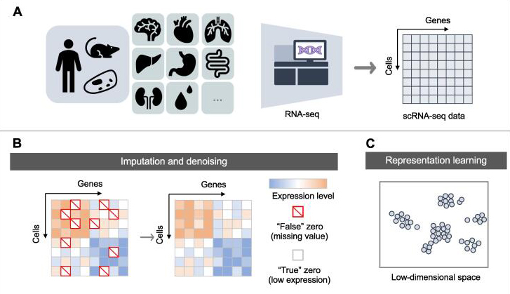 Schematic of the common pipeline in scRNA-seq analysis.