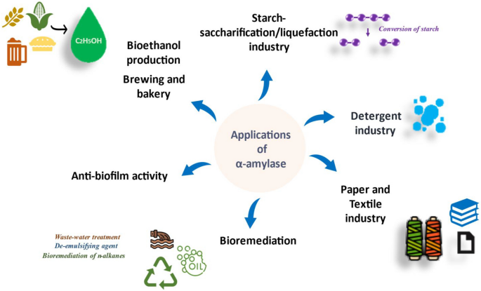 Wide range of biotechnological applications for alpha-amylase.