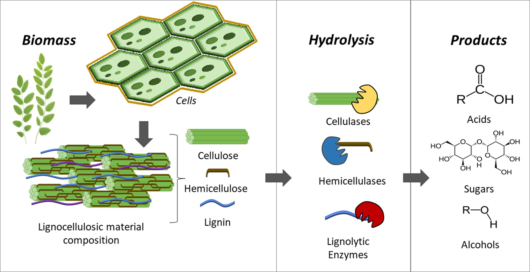 Enzymatic pathways for the degradation of lignocellulosic biomass.