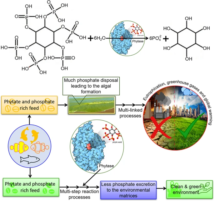 Multipurpose applied potentialities of phytase as biocatalysts.