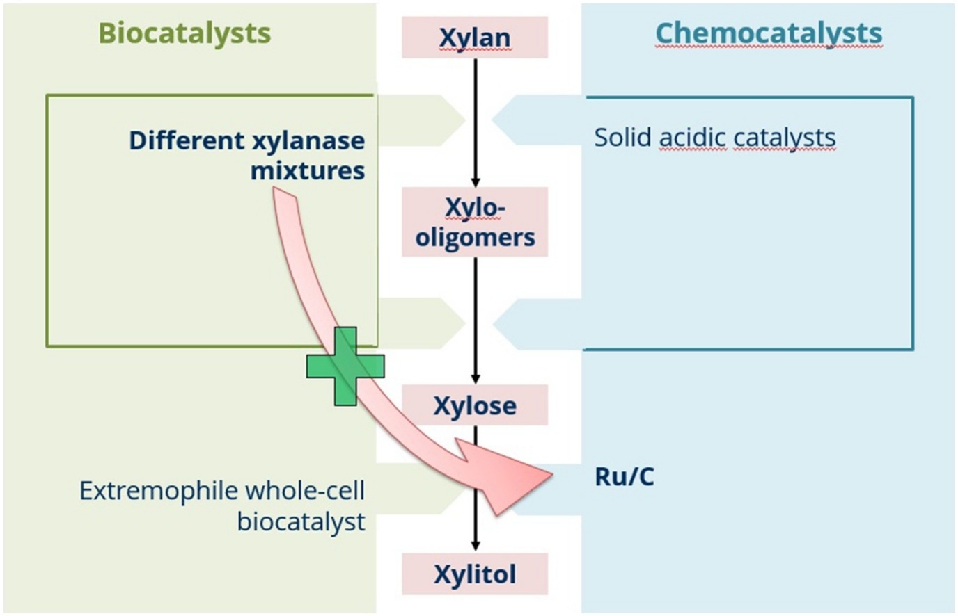 Promoting the conversion of xylan to xylitol using a hybrid biologically and chemically catalyzed approach.