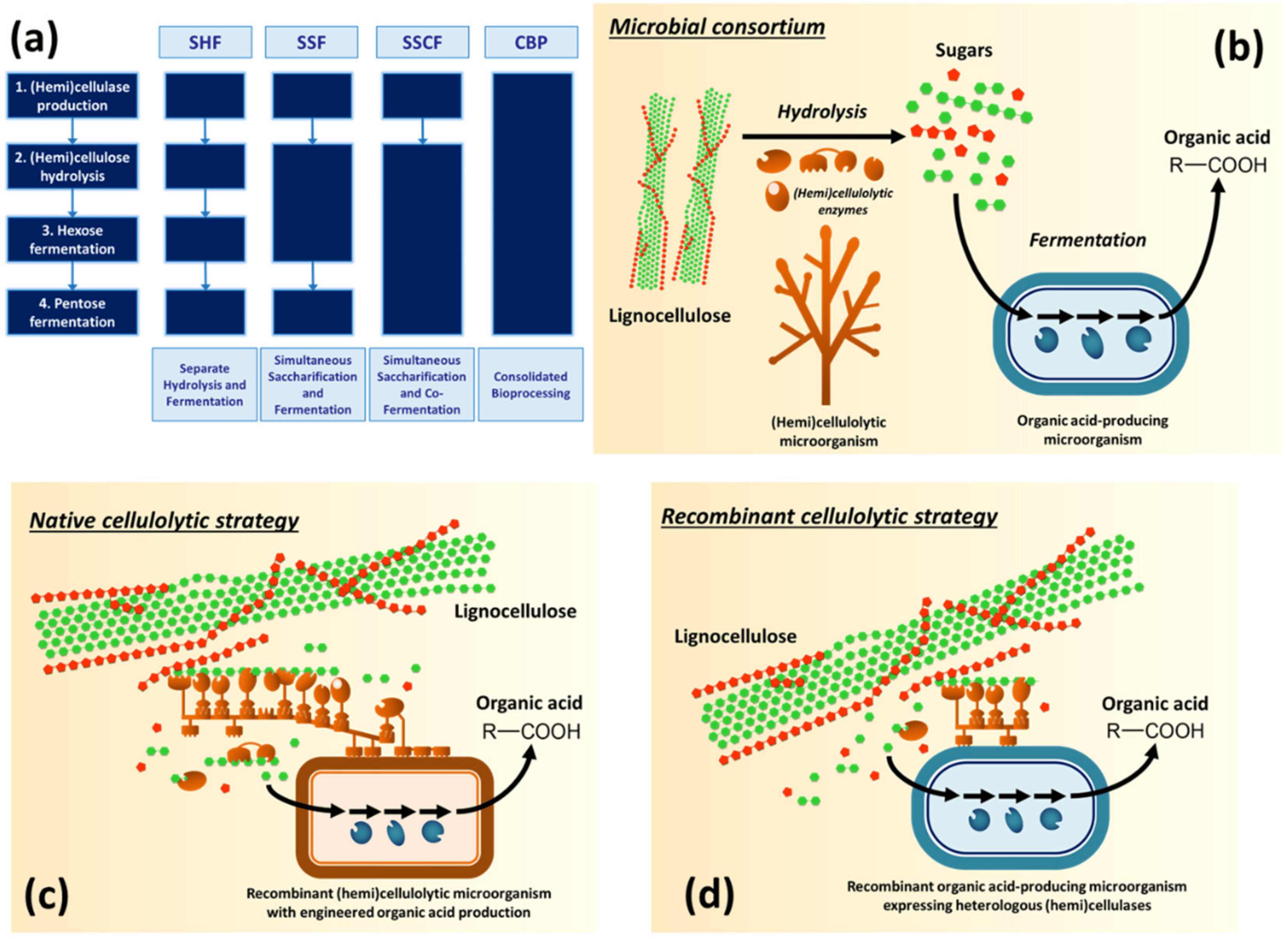 Bioprocessing paths of lignocellulose to organic acids.