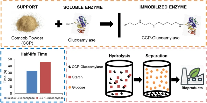 Immobilization of glucoamylase and its application in starch hydrolysis.