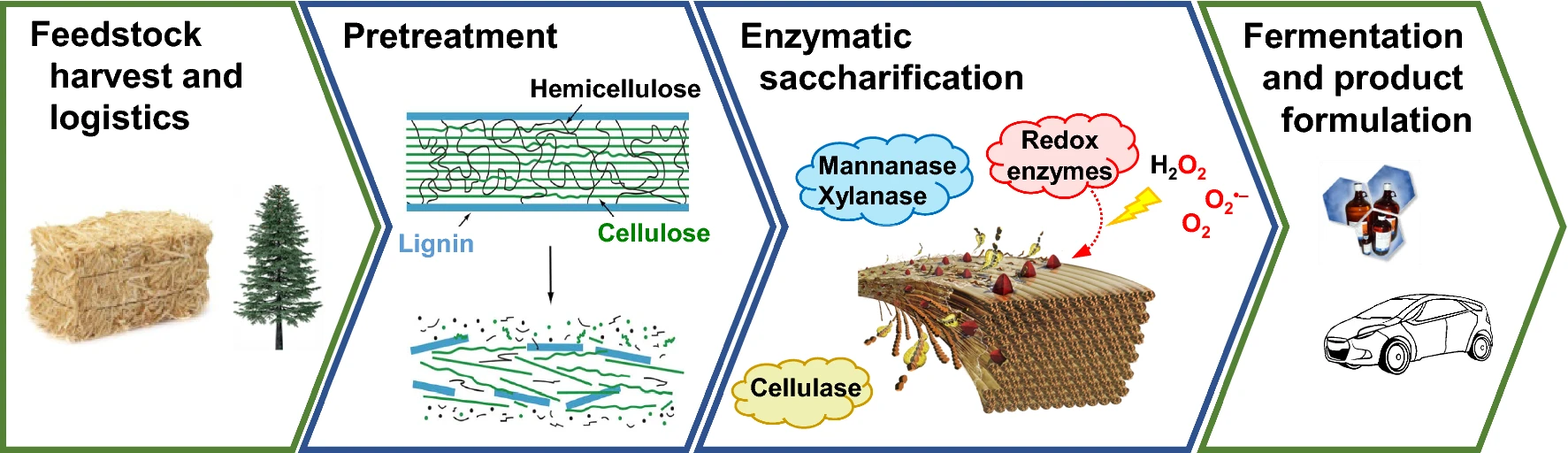 Major steps in the conversion of lignocellulosic biomass to ethanol.