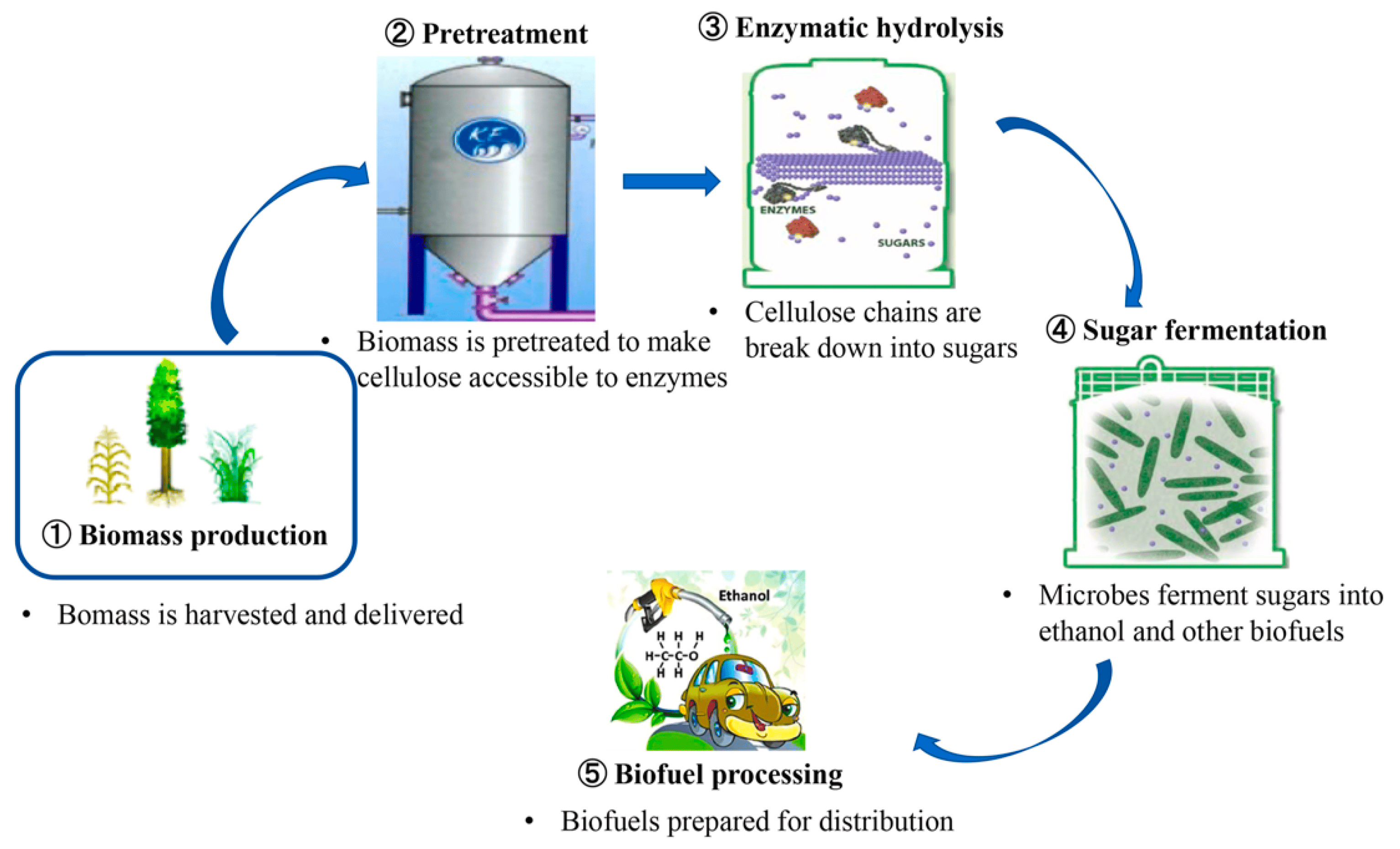 Bioconversion of lignocellulosic biomass to biofuels. 